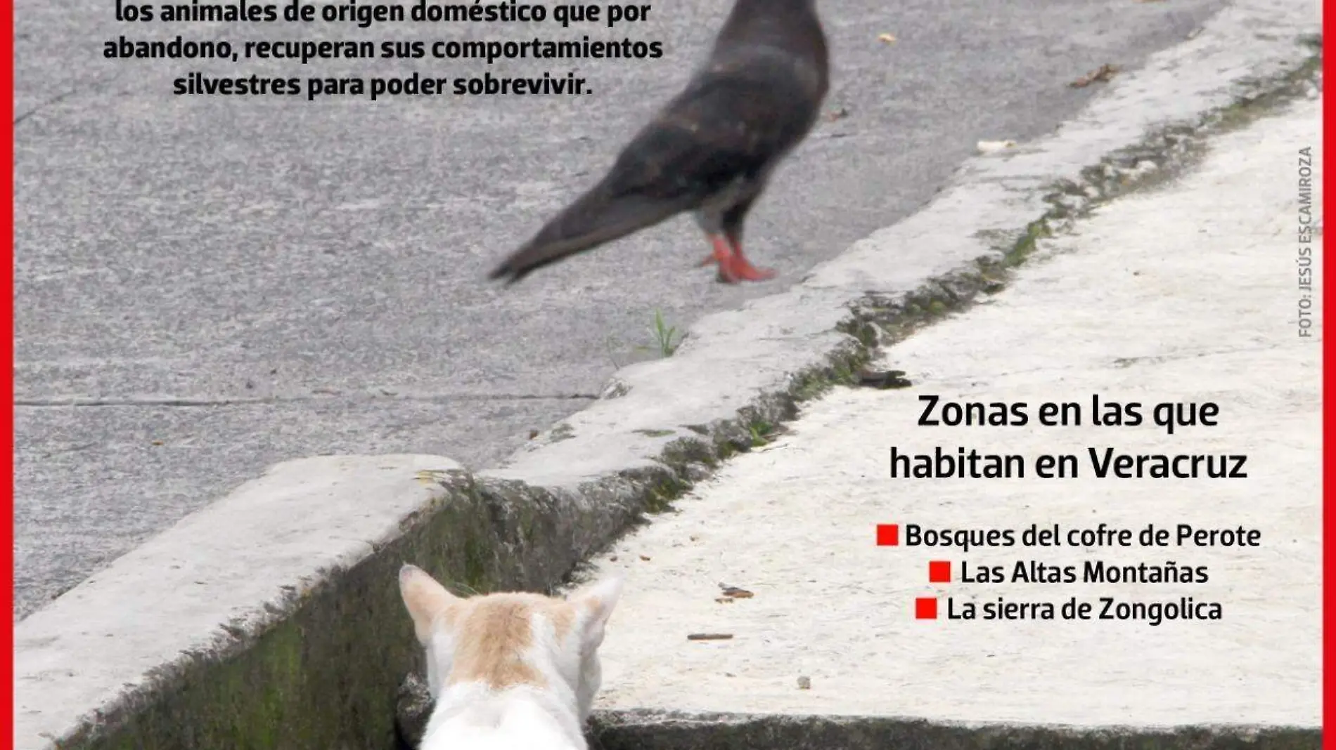 INFOGRAFÍA | FAUNA FERAL | CIENCIA Y LUZ